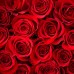 Birthday Package - Rose Bouquet + Ferrero Rocher Chocolate
