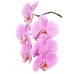 Pink Phalaenopsis Orchid