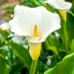 Calla White