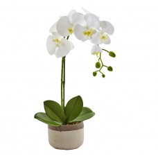 One Phalaenopsis Orchid