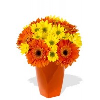 10 Gerberas and Chrysanthemum Vase Bouquet