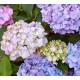 Hydrangea Bouquet