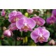 Phalaenopsis Orchid