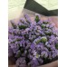 Daily Special Discount Flowers - Forget me Not Bouquet