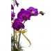 Fathers Day 2pcs Taiwan Orchids