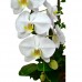 Pure White Taiwan Orchids (3pcs)