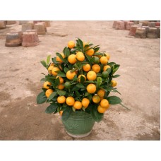 Chinese New Year plants (Mini Size)