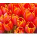 50pcs Orange Tulips Bouquet